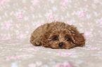 liegender Cavapoo Welpe