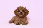 liegender Cavapoo Welpe