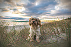 Cavapoo Rde