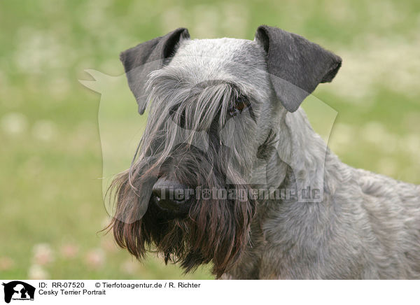 Cesky Terrier Portrait / Cesky Terrier Portrait / RR-07520