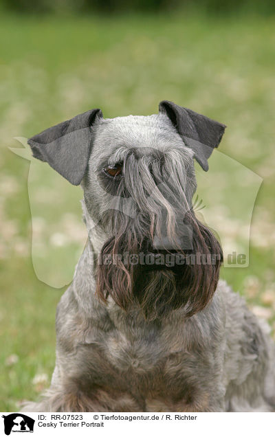 Cesky Terrier Portrait / RR-07523