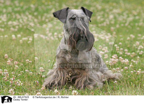 Cesky Terrier / Cesky Terrier / RR-07525