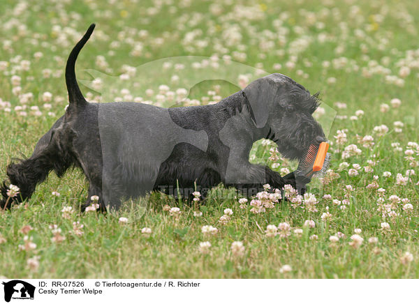 Cesky Terrier Welpe / RR-07526