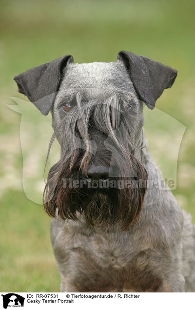 Cesky Terrier Portrait / RR-07531