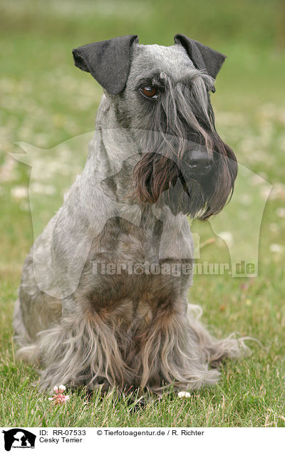 Cesky Terrier / Cesky Terrier / RR-07533