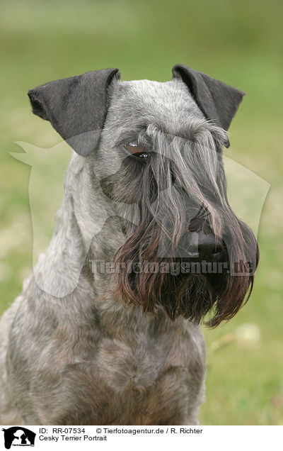 Cesky Terrier Portrait / Cesky Terrier Portrait / RR-07534