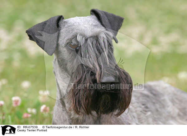 Cesky Terrier Portrait / RR-07539