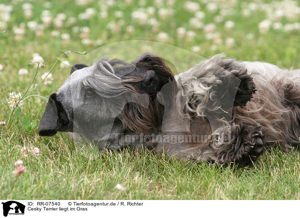 Cesky Terrier liegt im Gras / RR-07540