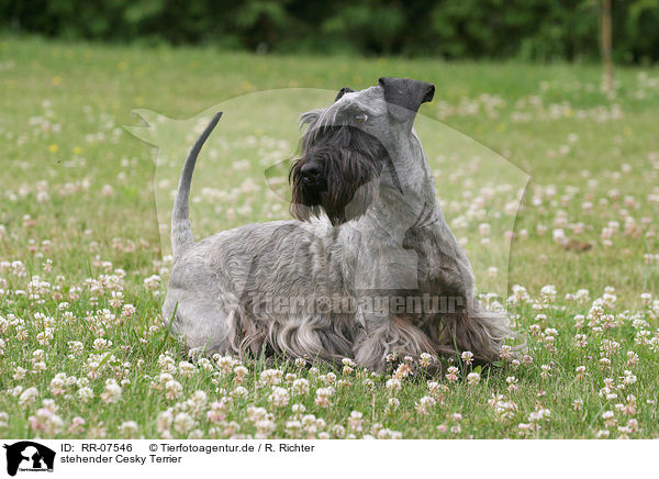 stehender Cesky Terrier / standing Cesky Terrier / RR-07546