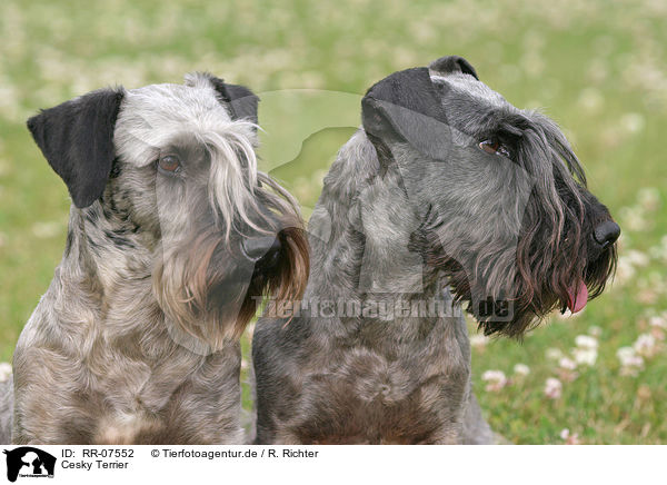 Cesky Terrier / Cesky Terrier / RR-07552