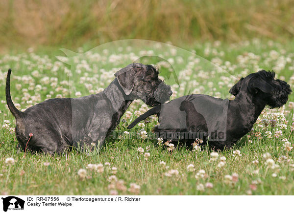 Cesky Terrier Welpe / Cesky Terrier Puppy / RR-07556