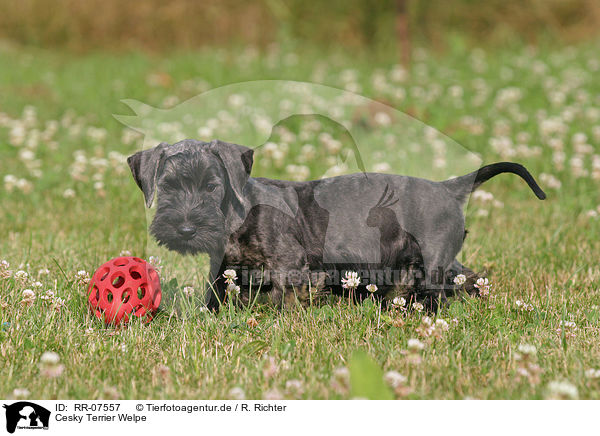 Cesky Terrier Welpe / RR-07557