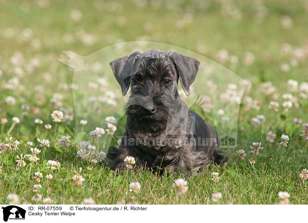Cesky Terrier Welpe / RR-07559