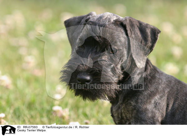 Cesky Terrier Welpe / RR-07560