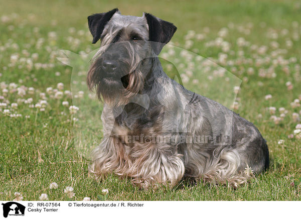 Cesky Terrier / RR-07564