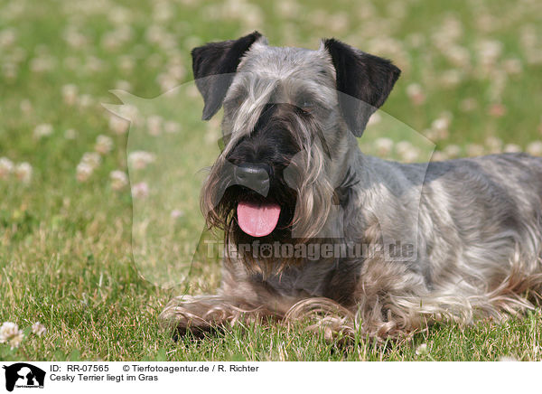 Cesky Terrier liegt im Gras / RR-07565