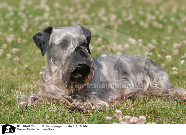 Cesky Terrier liegt im Gras / RR-07566