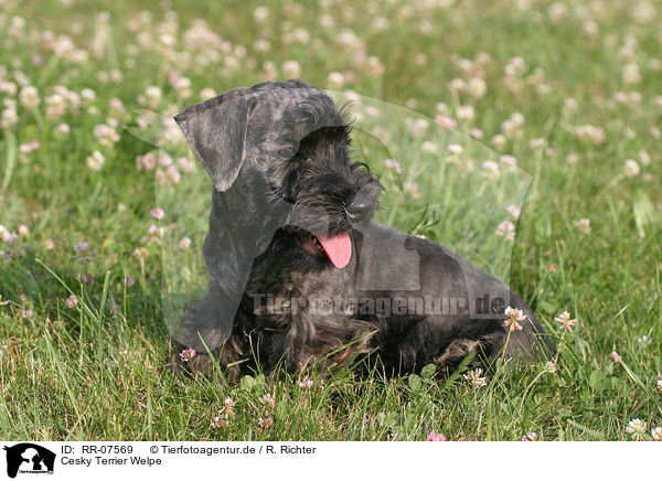 Cesky Terrier Welpe / RR-07569