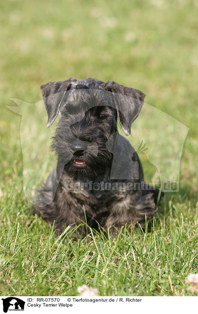 Cesky Terrier Welpe / RR-07570