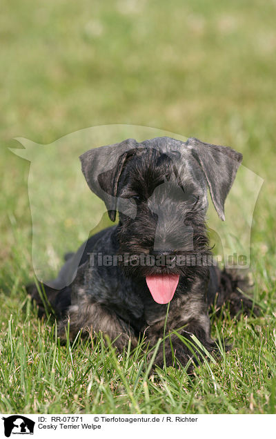 Cesky Terrier Welpe / RR-07571