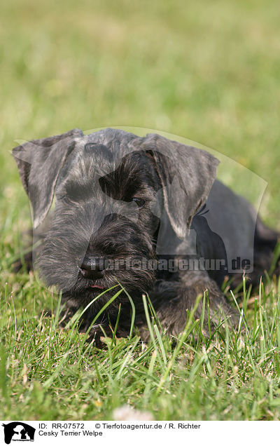 Cesky Terrier Welpe / RR-07572