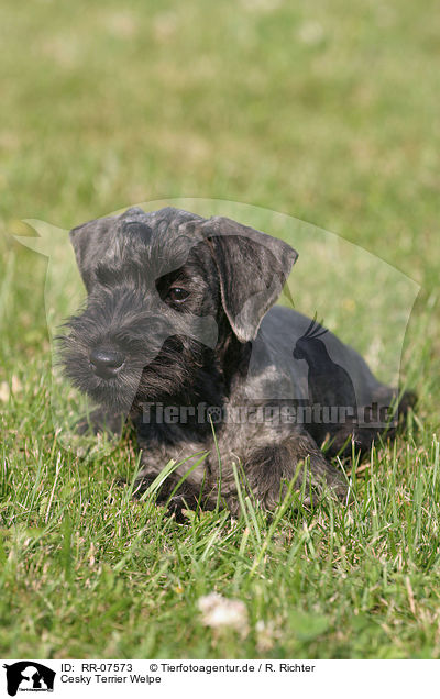Cesky Terrier Welpe / RR-07573