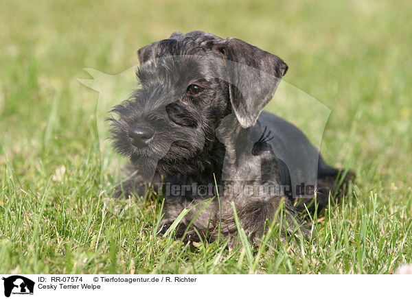 Cesky Terrier Welpe / RR-07574