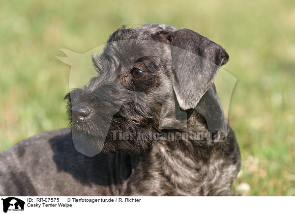 Cesky Terrier Welpe / RR-07575