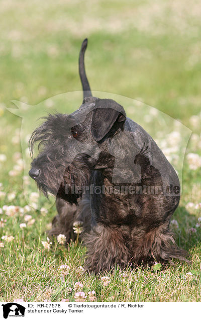 stehender Cesky Terrier / RR-07578