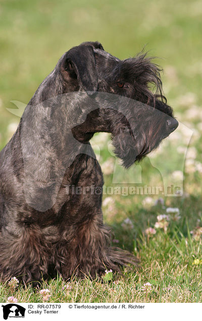 Cesky Terrier / RR-07579