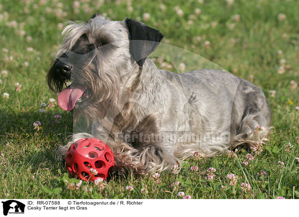 Cesky Terrier liegt im Gras / RR-07588