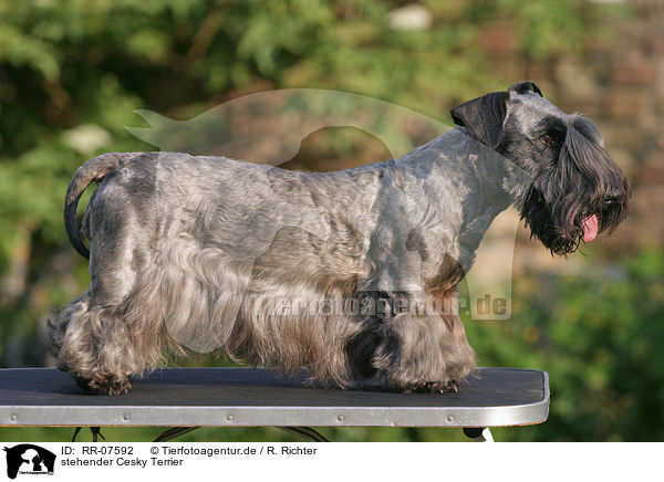 stehender Cesky Terrier / standing Cesky Terrier / RR-07592