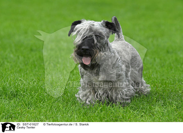 Cesky Terrier / Cesky Terrier / SST-01627