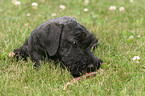 Cesky Terrier Welpe