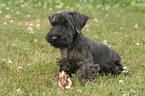 Cesky Terrier Welpe