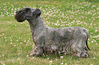 stehender Cesky Terrier