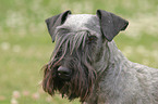 Cesky Terrier Portrait