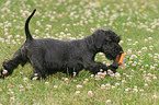 Cesky Terrier Welpe