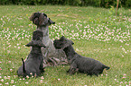 Cesky Terrier Welpe