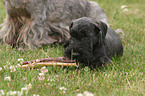 Cesky Terrier Welpe