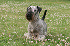 stehender Cesky Terrier