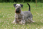 stehender Cesky Terrier