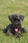 Cesky Terrier Welpe