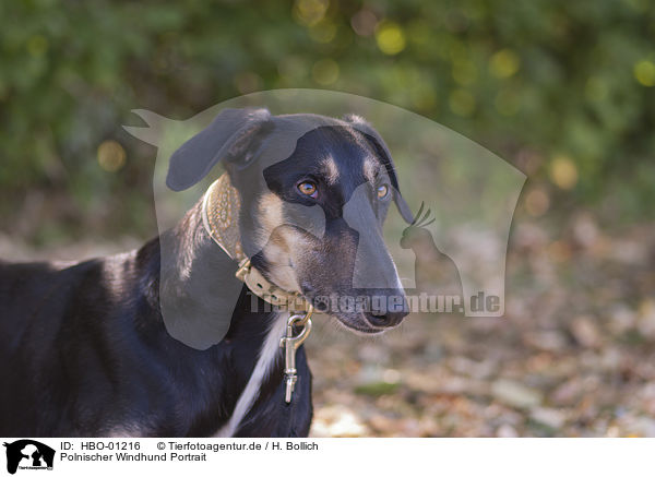 Polnischer Windhund Portrait / HBO-01216