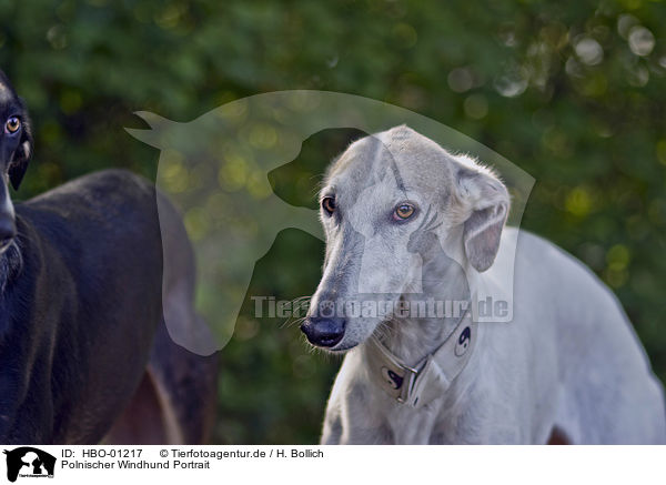 Polnischer Windhund Portrait / HBO-01217