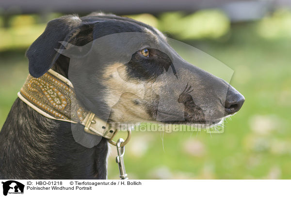 Polnischer Windhund Portrait / HBO-01218