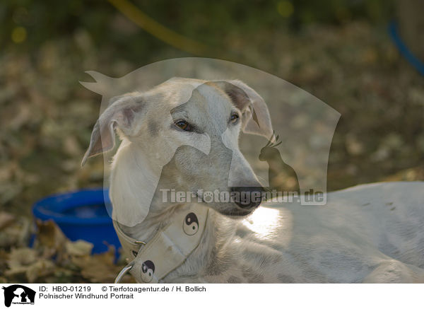 Polnischer Windhund Portrait / HBO-01219