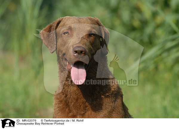 Chesapeake Bay Retriever Portrait / Chesapeake Bay Retriever Portrait / MR-02076