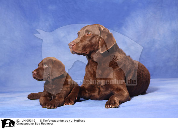 Chesapeake Bay Retriever / Chesapeake Bay Retriever / JH-05315