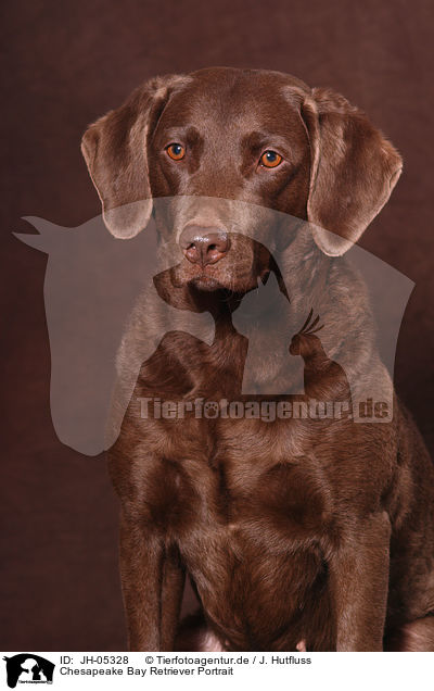 Chesapeake Bay Retriever Portrait / JH-05328